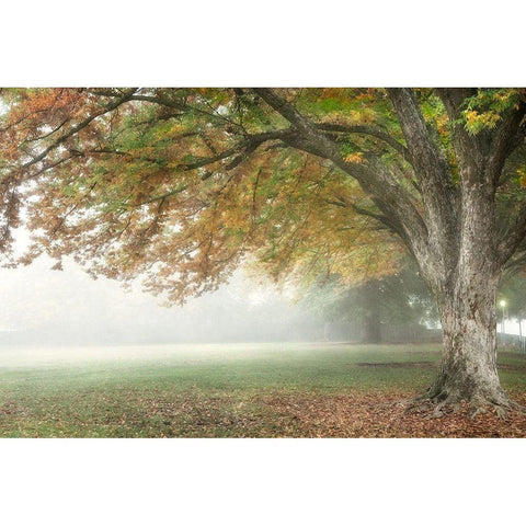 The Meadow 2 Black Modern Wood Framed Art Print by Poinski, Dianne