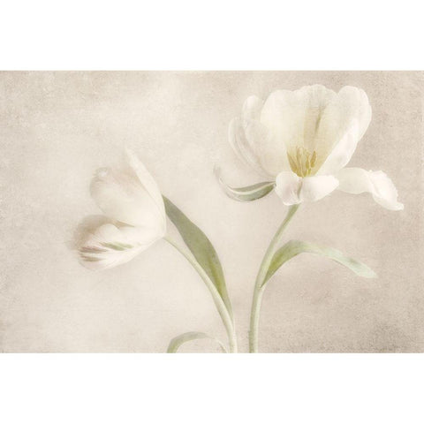 Whispering White I White Modern Wood Framed Art Print by Poinski, Dianne