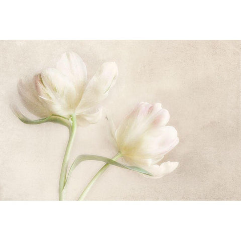 Whispering White II White Modern Wood Framed Art Print by Poinski, Dianne