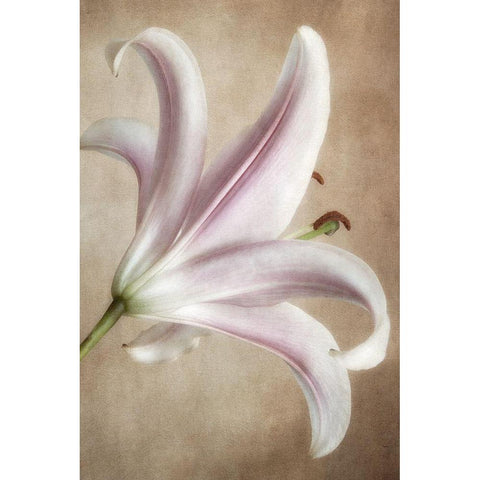 Lavender Lily White Modern Wood Framed Art Print by Poinski, Dianne