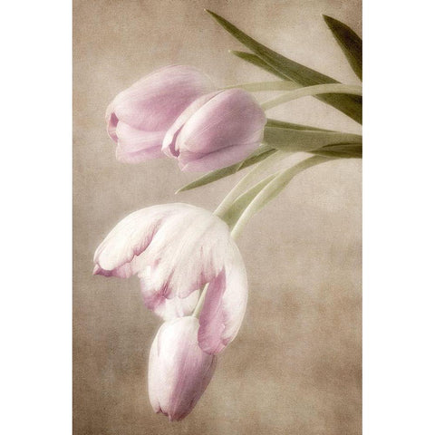 Lavender Tulips Black Modern Wood Framed Art Print with Double Matting by Poinski, Dianne