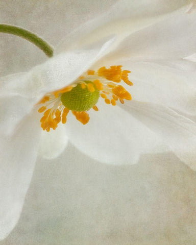 Spring Bonnet I White Modern Wood Framed Art Print with Double Matting by Poinski, Dianne