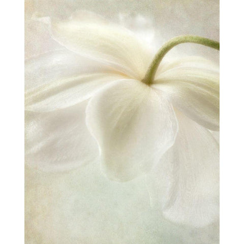 Spring Bonnet II White Modern Wood Framed Art Print by Poinski, Dianne