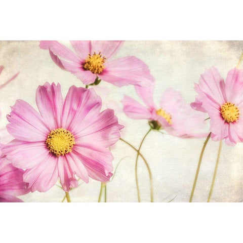 Pink Dainties 6 White Modern Wood Framed Art Print by Poinski, Dianne