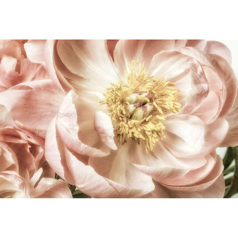 Vincinal Bloom 2 Gold Ornate Wood Framed Art Print with Double Matting by Poinski, Dianne