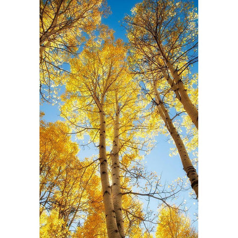 Golden Tree Tops 1 White Modern Wood Framed Art Print by Poinski, Dianne