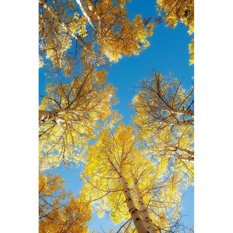 Golden Tree Tops 2 Black Modern Wood Framed Art Print with Double Matting by Poinski, Dianne