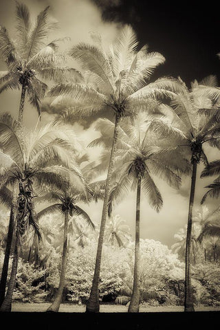 White Palms 1 Black Ornate Wood Framed Art Print with Double Matting by Poinski, Dianne