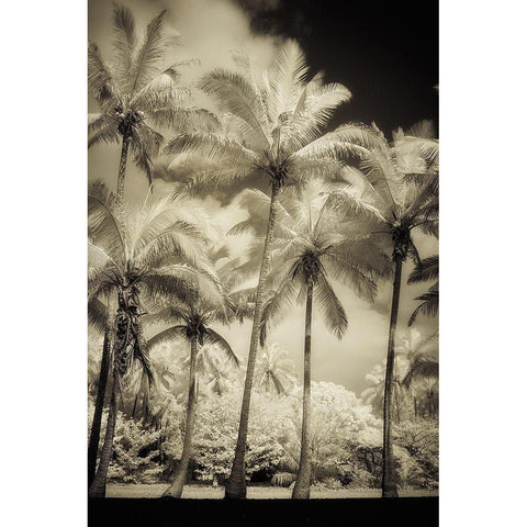 White Palms 1 Black Modern Wood Framed Art Print by Poinski, Dianne