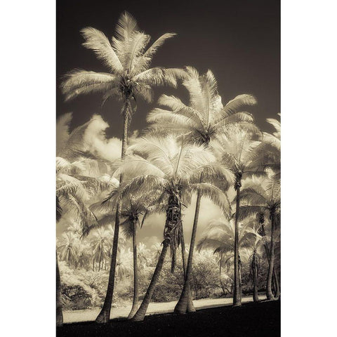 White Palms 2 Black Modern Wood Framed Art Print with Double Matting by Poinski, Dianne