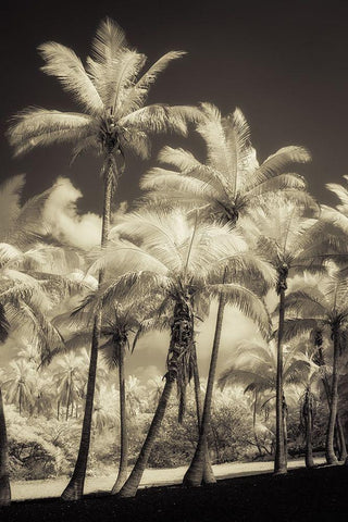 White Palms 2 White Modern Wood Framed Art Print with Double Matting by Poinski, Dianne