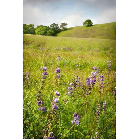 Wildflower Hill 3 White Modern Wood Framed Art Print by Poinski, Dianne