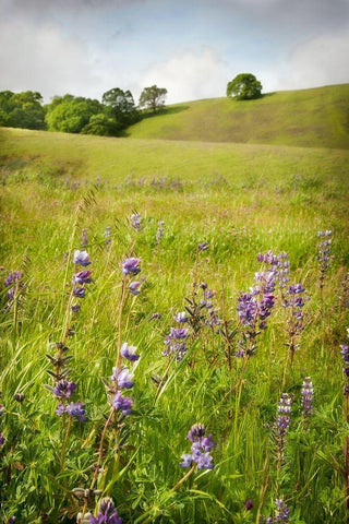 Wildflower Hill 3 Black Ornate Wood Framed Art Print with Double Matting by Poinski, Dianne