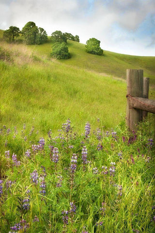 Wildflower Hill 4 Black Ornate Wood Framed Art Print with Double Matting by Poinski, Dianne