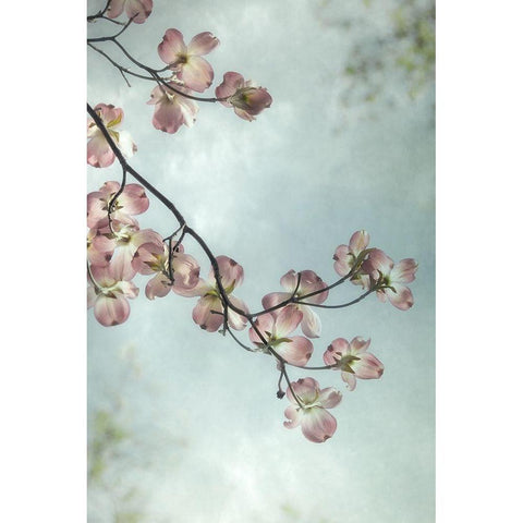 Pale Petals 3 White Modern Wood Framed Art Print by Poinski, Dianne