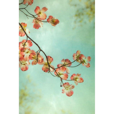 Pink Petals 1 White Modern Wood Framed Art Print by Poinski, Dianne