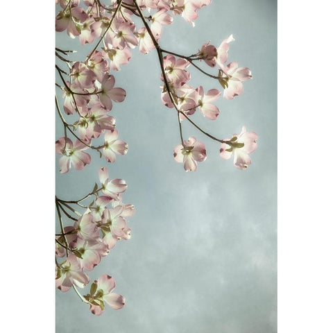 Pale Petals 4 White Modern Wood Framed Art Print by Poinski, Dianne