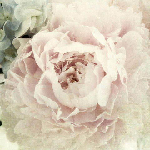 Peony 3 Gold Ornate Wood Framed Art Print with Double Matting by Poinski, Dianne