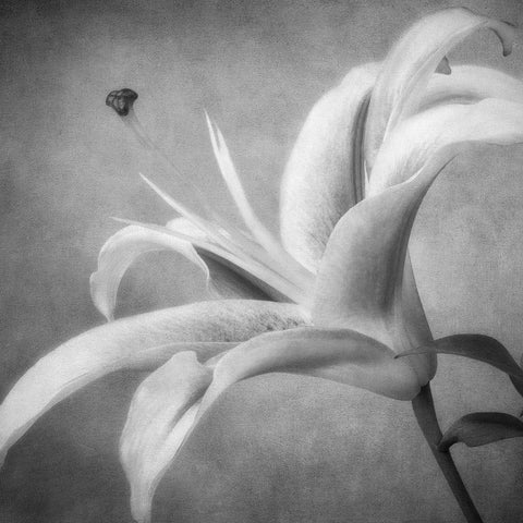 Black and White Lily 4 Black Ornate Wood Framed Art Print with Double Matting by Poinski, Dianne