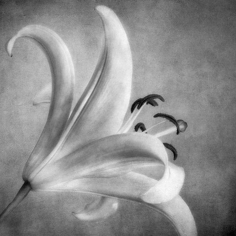 Black and White Lily 5 Black Modern Wood Framed Art Print with Double Matting by Poinski, Dianne