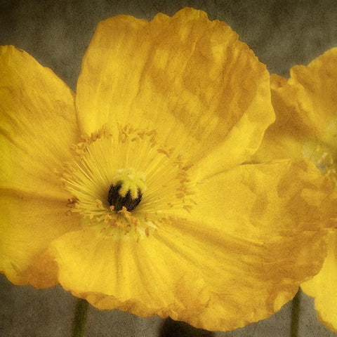 Yellow Poppy 1 White Modern Wood Framed Art Print by Poinski, Dianne