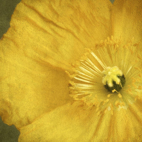 Yellow Poppy 2 White Modern Wood Framed Art Print by Poinski, Dianne