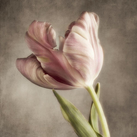 Pink Tulip 2 White Modern Wood Framed Art Print with Double Matting by Poinski, Dianne