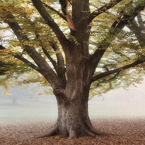 Oak Tree 1 Black Ornate Wood Framed Art Print with Double Matting by Poinski, Dianne