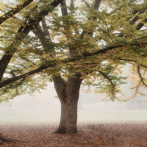 Oak Tree 2 Black Modern Wood Framed Art Print by Poinski, Dianne