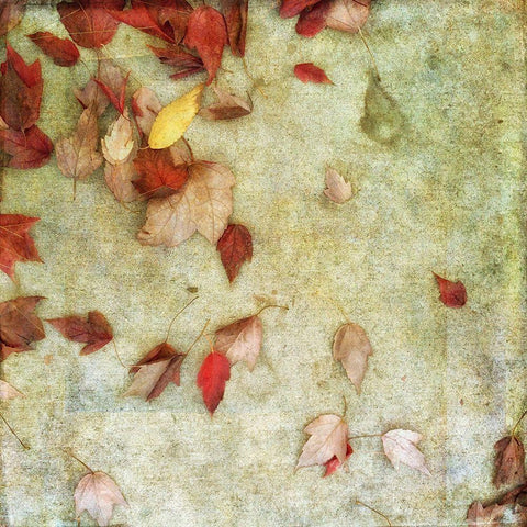 Fall Leaves 2 White Modern Wood Framed Art Print with Double Matting by Poinski, Dianne