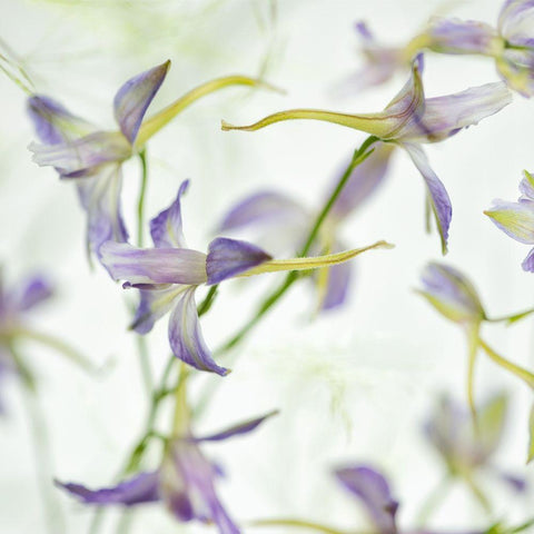 Gentle Dance 2 Black Modern Wood Framed Art Print with Double Matting by Poinski, Dianne