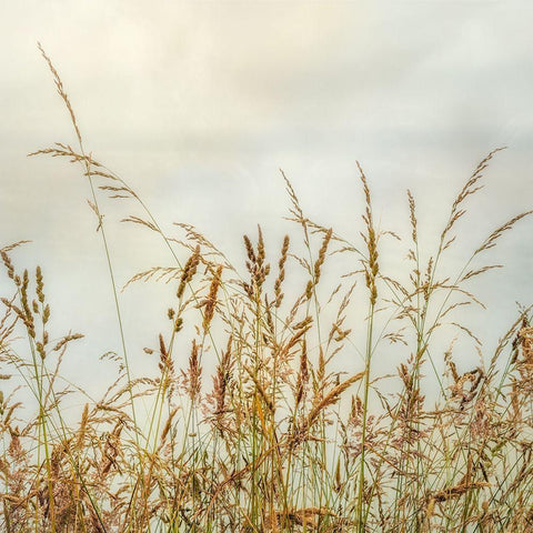Bluff Grass 1 White Modern Wood Framed Art Print with Double Matting by Poinski, Dianne