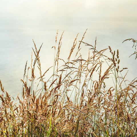 Bluff Grass 2 Black Modern Wood Framed Art Print by Poinski, Dianne