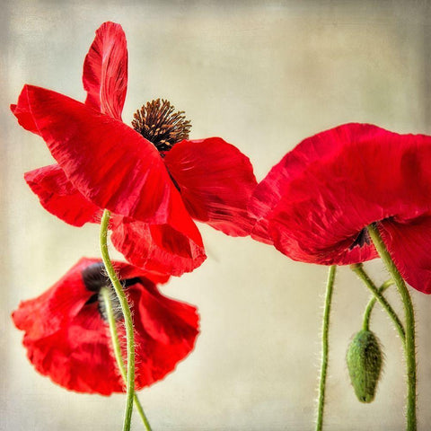 Red Poppies 1 White Modern Wood Framed Art Print with Double Matting by Poinski, Dianne