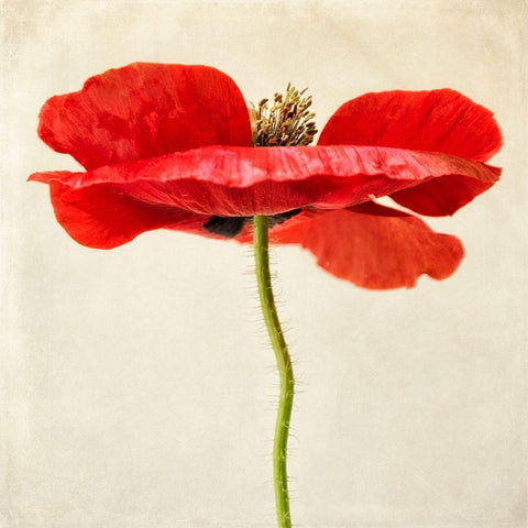 Red Poppy 2 White Modern Wood Framed Art Print by Poinski, Dianne