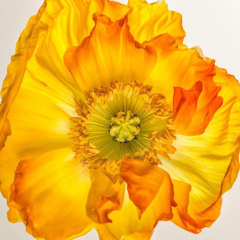 Yellow Poppy 2 White Modern Wood Framed Art Print with Double Matting by Poinski, Dianne