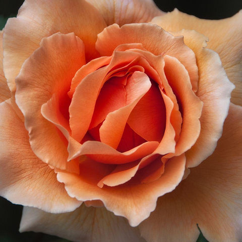 Rose 1 Black Modern Wood Framed Art Print by Poinski, Dianne