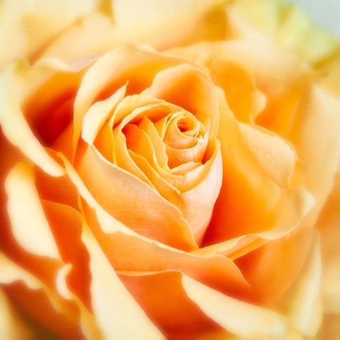 Rose 2 White Modern Wood Framed Art Print by Poinski, Dianne