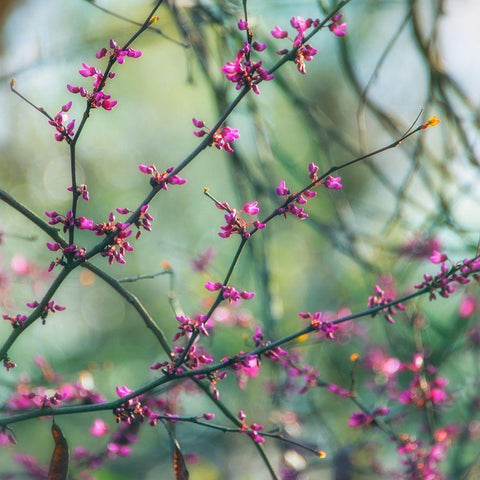 Spring Branches Black Modern Wood Framed Art Print by Poinski, Dianne