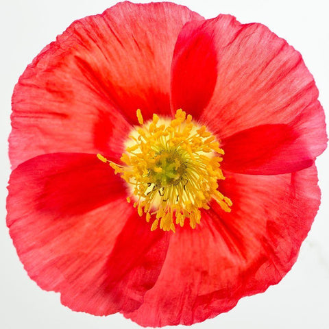 Vermilion Poppy Black Ornate Wood Framed Art Print with Double Matting by Poinski, Dianne