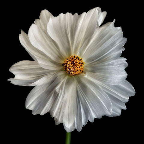 Daisy White 1 White Modern Wood Framed Art Print by Poinski, Dianne