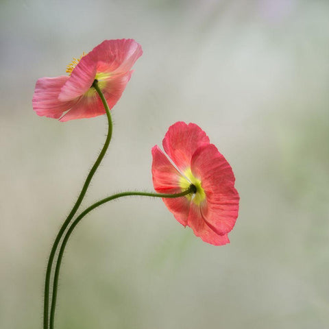 Two Poppies White Modern Wood Framed Art Print by Poinski, Dianne