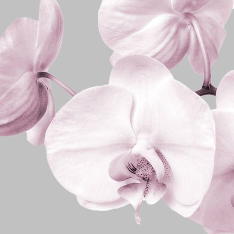 Pink Orchids 2 White Modern Wood Framed Art Print with Double Matting by Poinski, Dianne