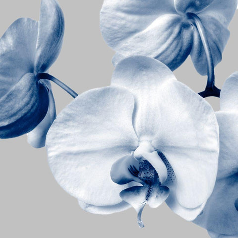 Indigo Orchids 2 White Modern Wood Framed Art Print by Poinski, Dianne