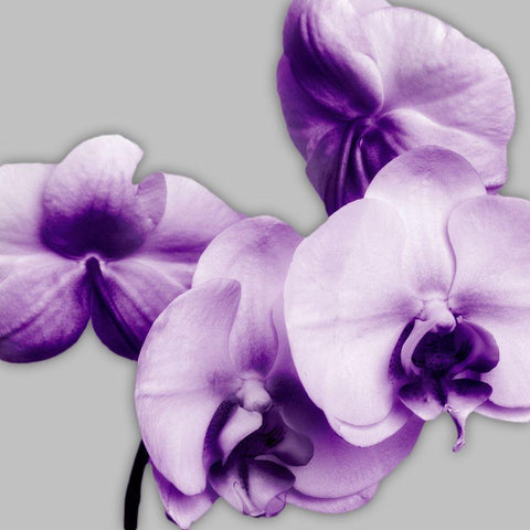 Vibrant Orchids 1 Black Ornate Wood Framed Art Print with Double Matting by Poinski, Dianne