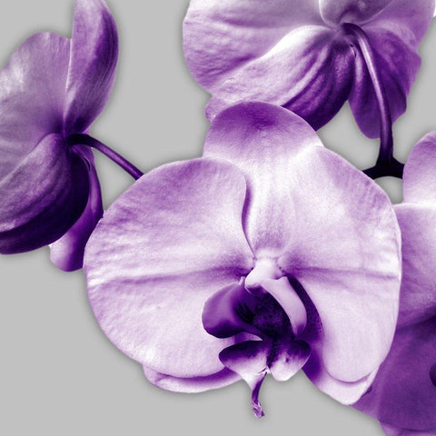 Vibrant Orchids 2 White Modern Wood Framed Art Print by Poinski, Dianne