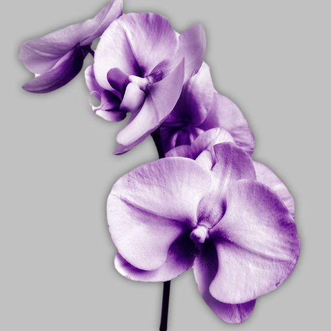 Vibrant Orchids 3 Black Modern Wood Framed Art Print by Poinski, Dianne