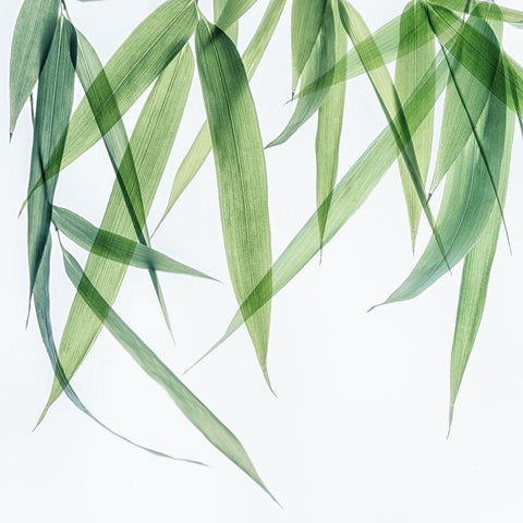 Swaying Bamboo 1 White Modern Wood Framed Art Print with Double Matting by Poinski, Dianne