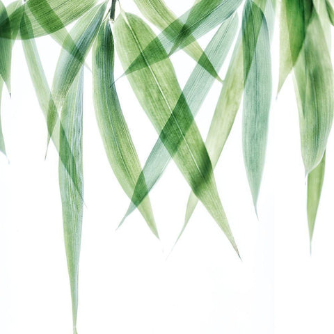 Swaying Bamboo 2 White Modern Wood Framed Art Print with Double Matting by Poinski, Dianne