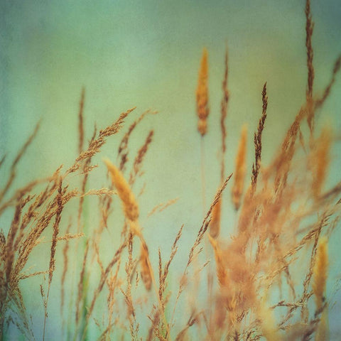 Prairie Grass 1 White Modern Wood Framed Art Print by Poinski, Dianne